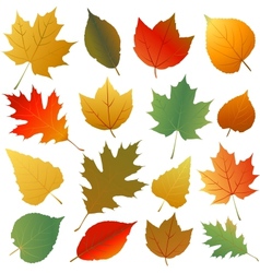 Autumn leaves vector image