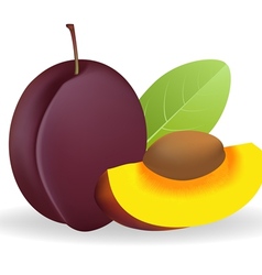 Prunes vector image