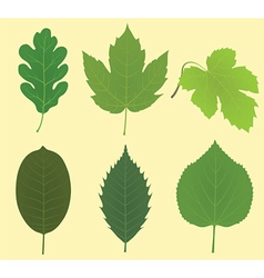 Collection of leaves vector image