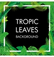 Tropical Leaves background isolate vector image