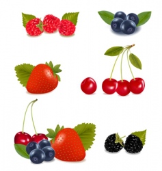 Berries vector image