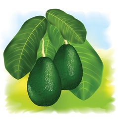 Avocados Avocados vector image