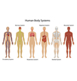 Human body systems vector image