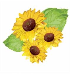 Sunflower vector image