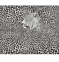 Leopard background vector image