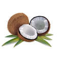 Coconut with leaves vector image