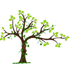 Tree with liana and vine vector image