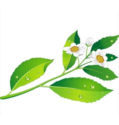 Green tea vector image