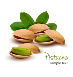 Pistachio with leaves vector image