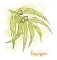 Eucalyptus branch watercolor vector image