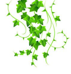Ivy vector image