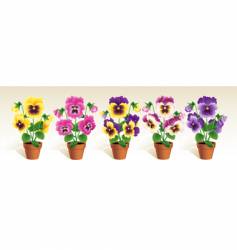 Pansies vector image