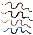Snake vector image