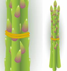 Asparagus vector image