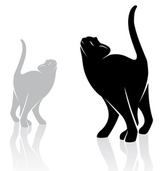 Cat vector image