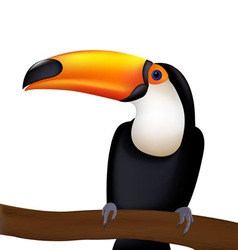 Toucan cartoon vector image