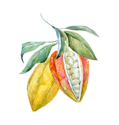 Watercolor cacao fruits vector image