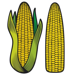 Corn vector image