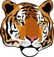 Siberian tiger vector image