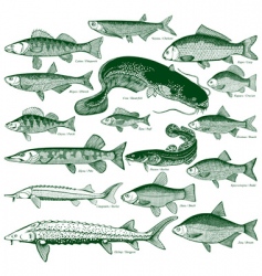 Freshwater fiash vector image