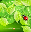 Leaves and ladybug Leaves and ladybug vector image