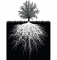 Tree roots vector image