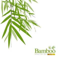 Bamboo greeting card vector image