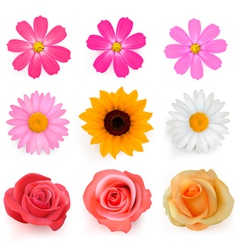 Summer flowers vector image