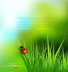 Green grass and ladybug vector image