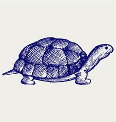 Ear tortoise vector image