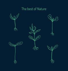 Set Hand draw Sprouts plants seeding Royalty Free Vector Image