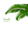 Palm leaves on white background vector image