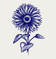 Beautiful sunflower vector image