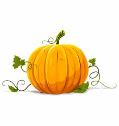 Pumpkin vegetable fruit isolated vector image