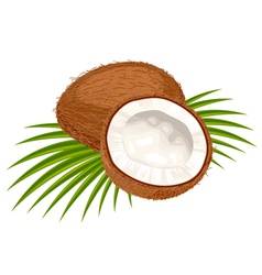Coconut leaves vector image