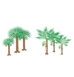Isometric Palm Trees vector image