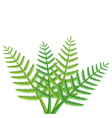 Green fern leaves Green fern leaves vector image