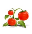 Red ripe tomato vector image