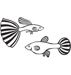 Guppy vector image