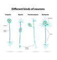 Neurons vector image