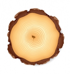Wooden cross section vector image