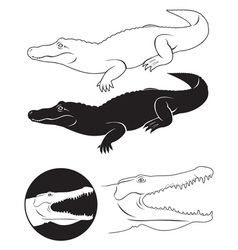 Alligator vector image