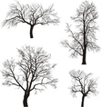 Walnut and chestnut trees vector image