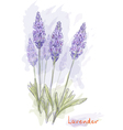Lavender flowers vector image