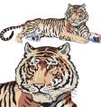 Tiger vector image