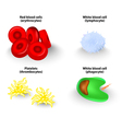 Blood cells set Royalty Free Vector Image - VectorStock
