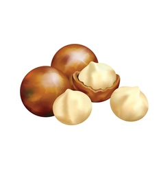 Nuts of macadamia vector image