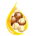 Macadamia oil vector image