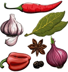 Cooking spices vector image