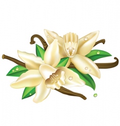 Vector vanilla flowers vector image